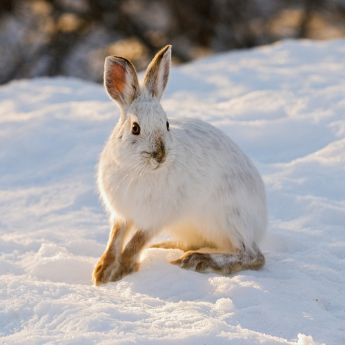 Arctic hare